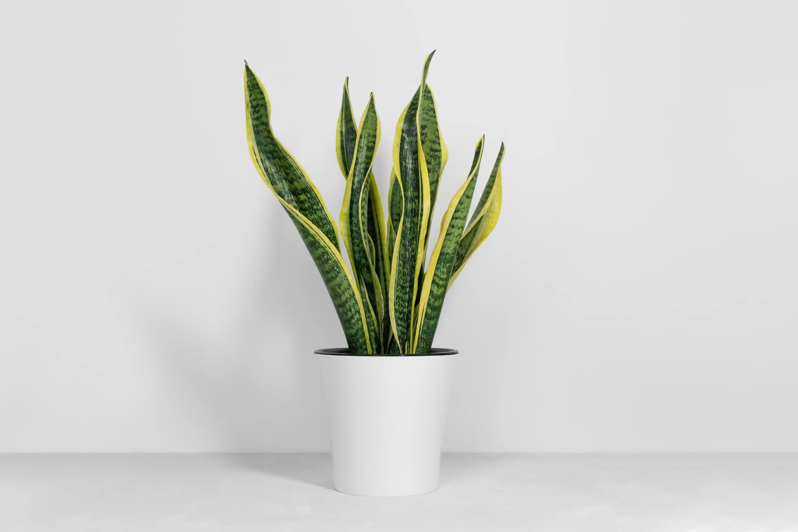 plantas de interiores lengua