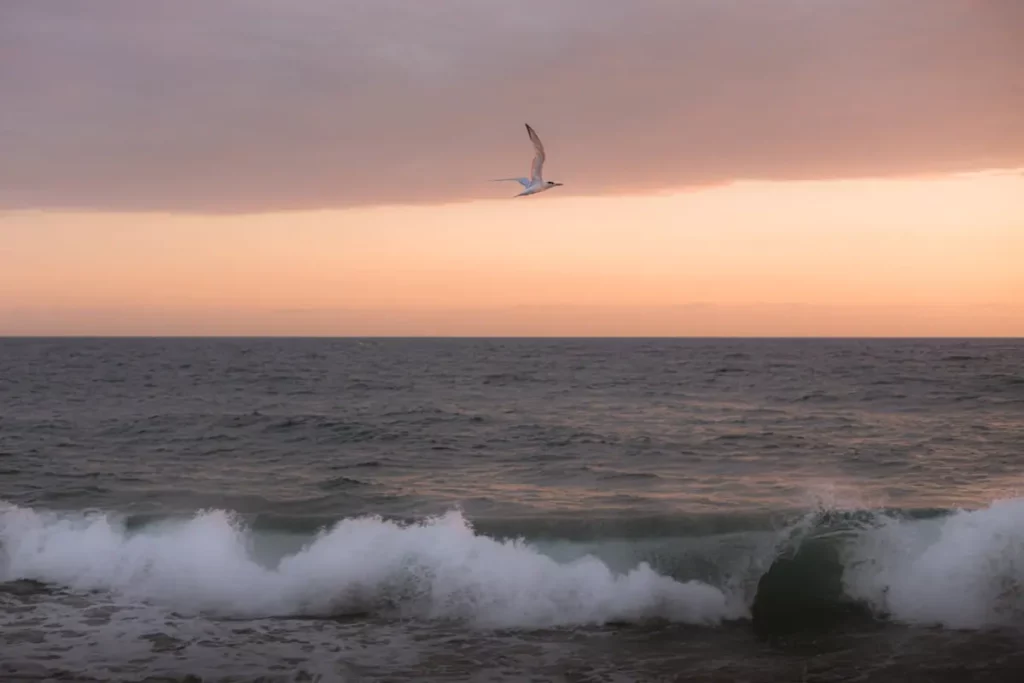 El mar con una ola en la playa y una gaviota volando en un atardecer