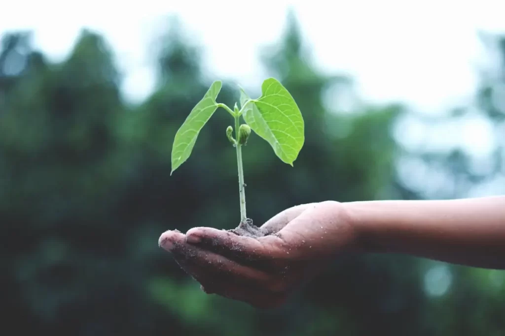 Mano con una planta creciendo